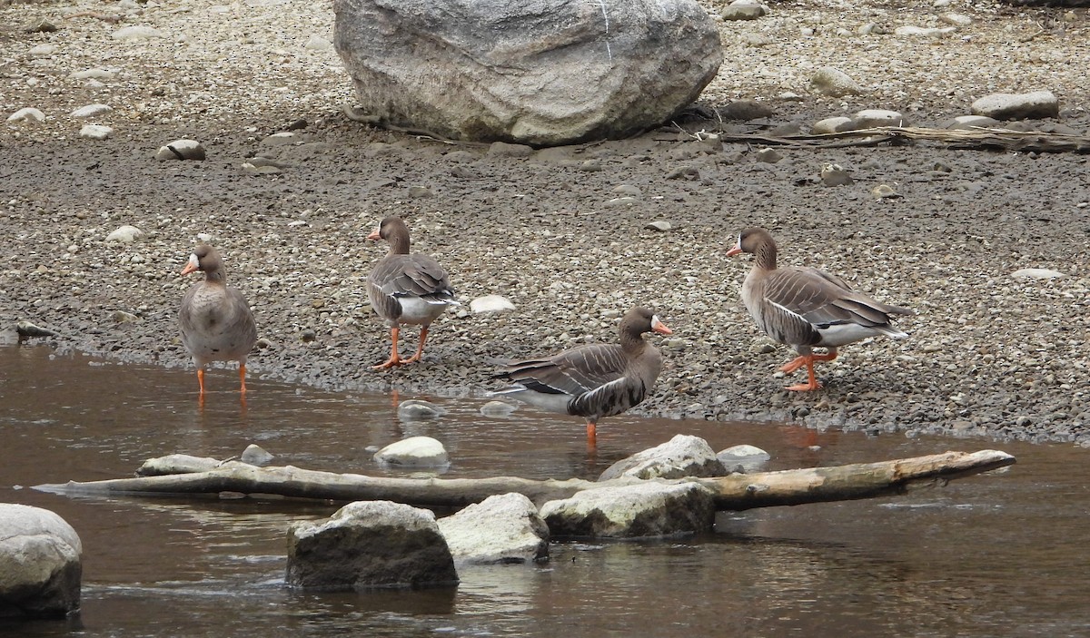 Greater White-fronted Goose - ML616820698