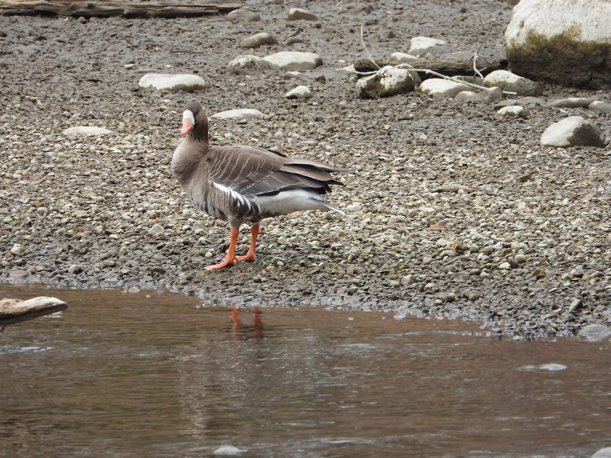 Greater White-fronted Goose - ML616820700