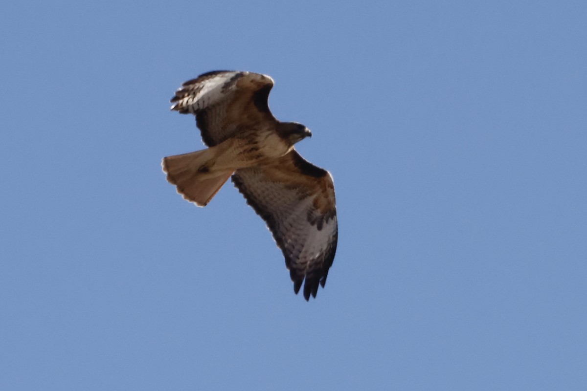 Red-tailed Hawk - ML616820741