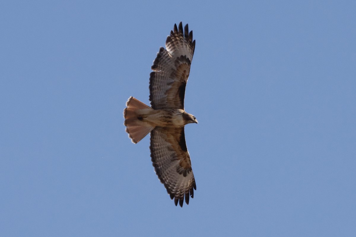 Red-tailed Hawk - ML616820742