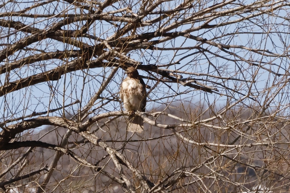 Red-tailed Hawk - ML616820743