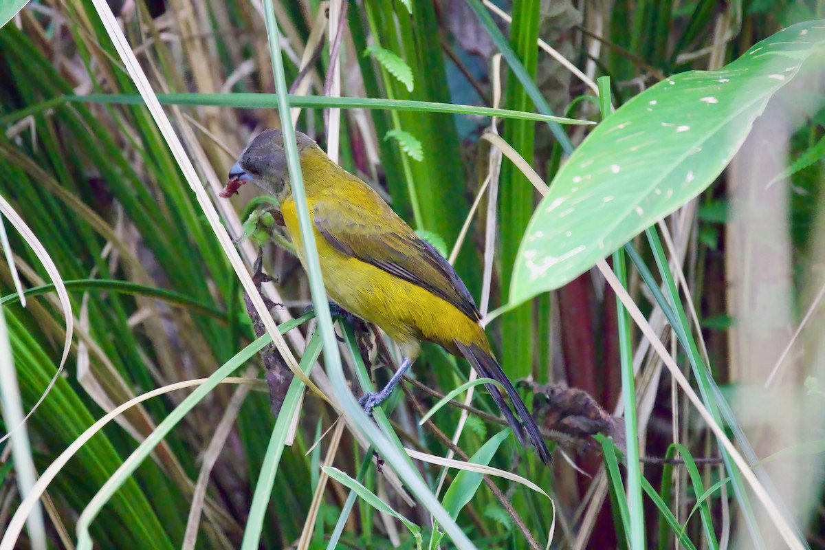 Scarlet-rumped Tanager - ML616820769