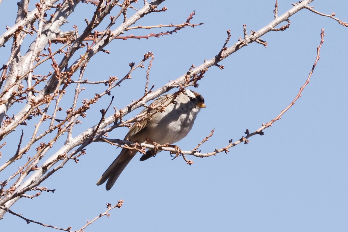 White-crowned Sparrow - ML616820776