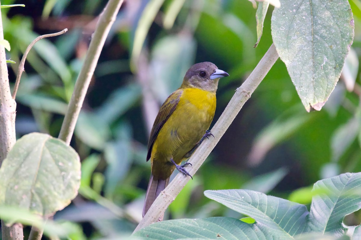Scarlet-rumped Tanager - ML616820873