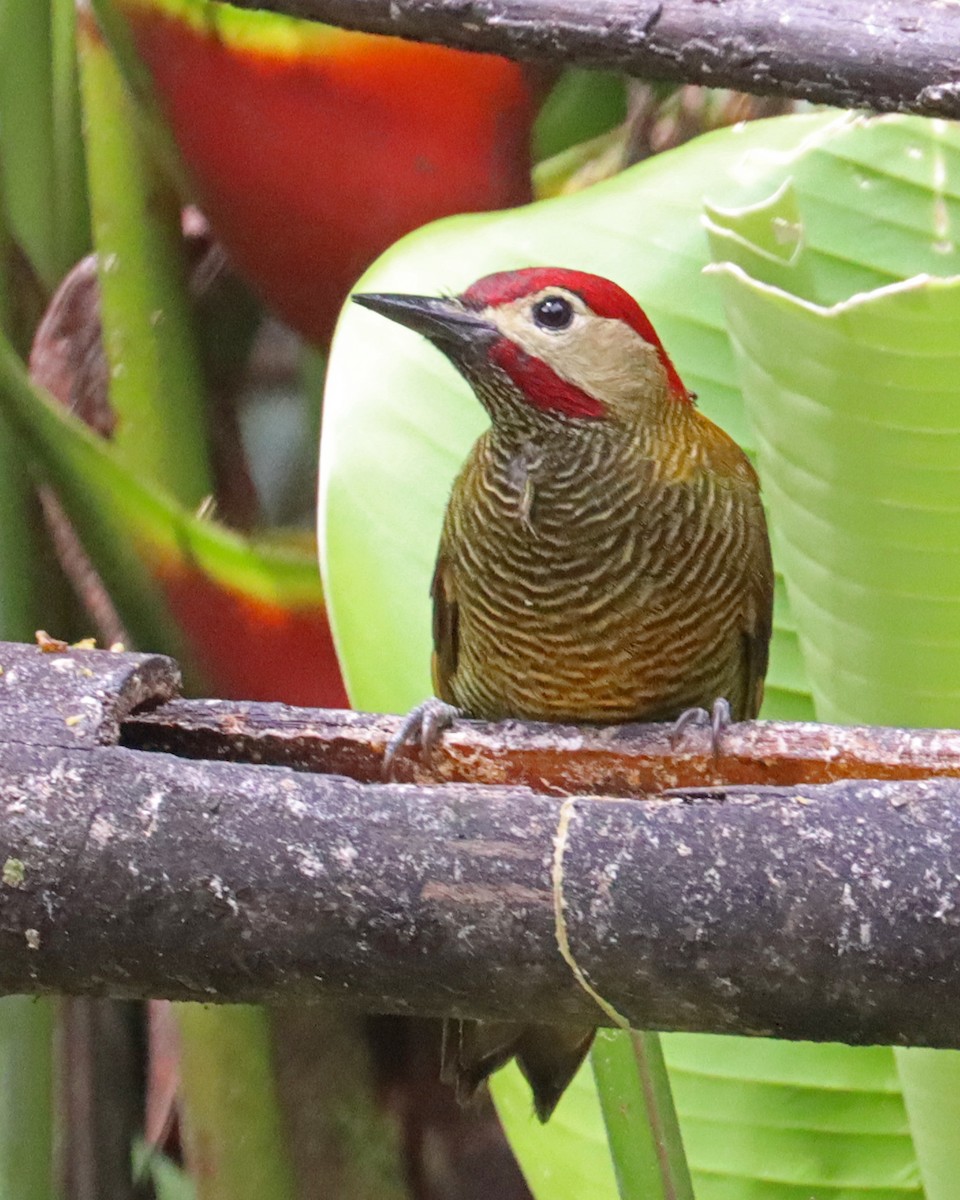 Golden-olive Woodpecker (rubripileus) - ML616820914