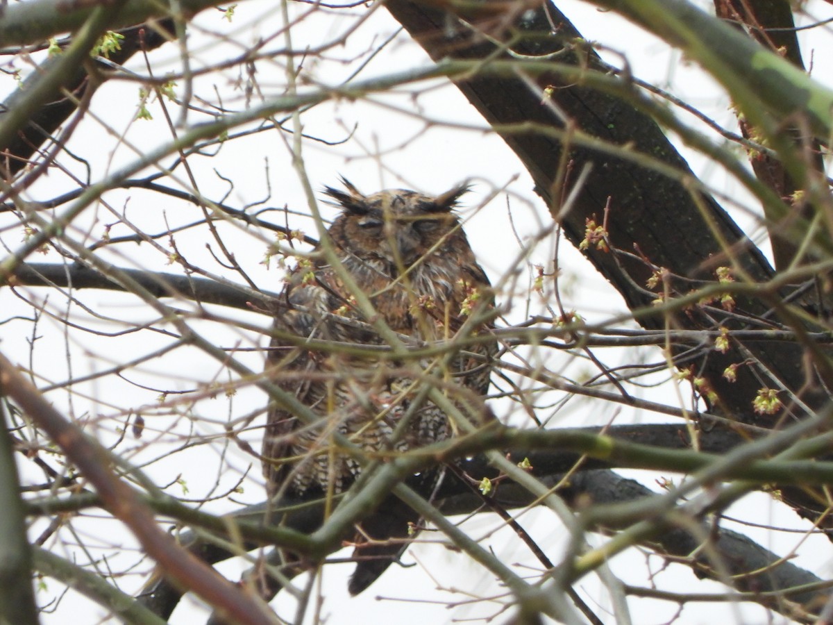 Great Horned Owl - ML616820921