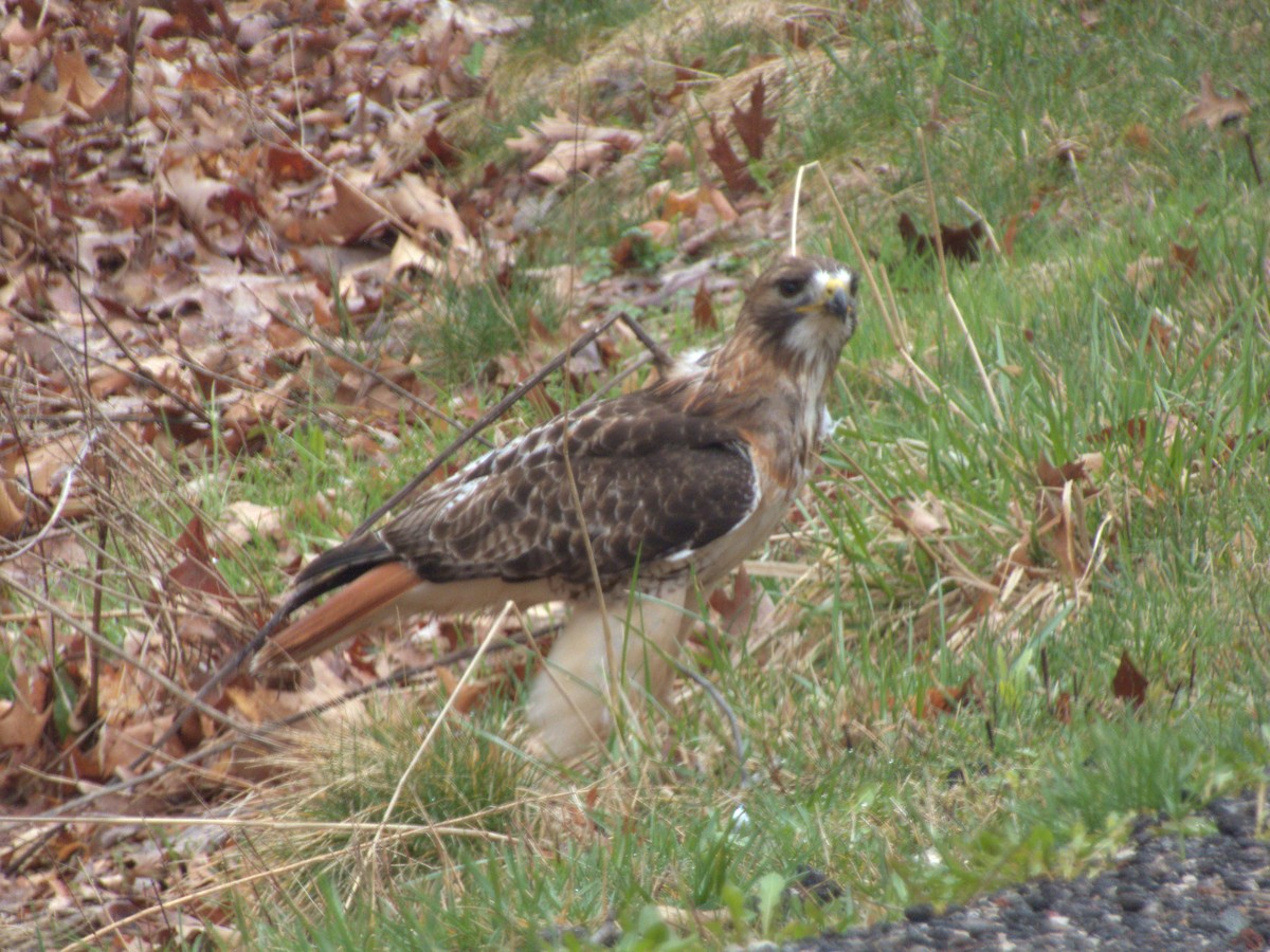 Red-tailed Hawk - ML616820955