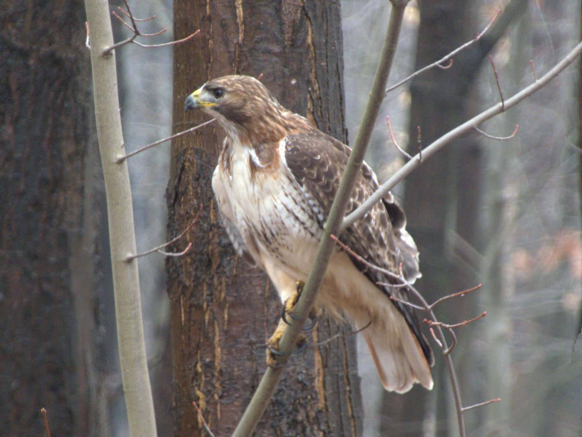 Red-tailed Hawk - ML616820956
