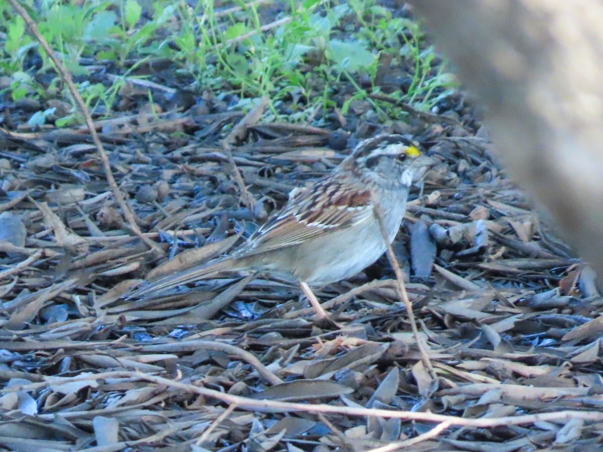 White-throated Sparrow - ML616820969