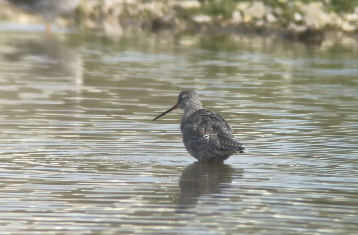Spotted Redshank - ML616820992