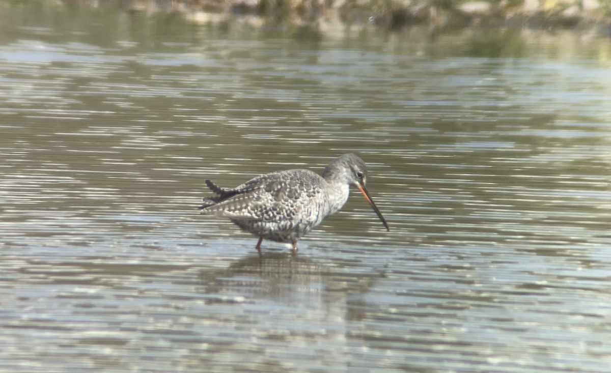 Spotted Redshank - ML616820993