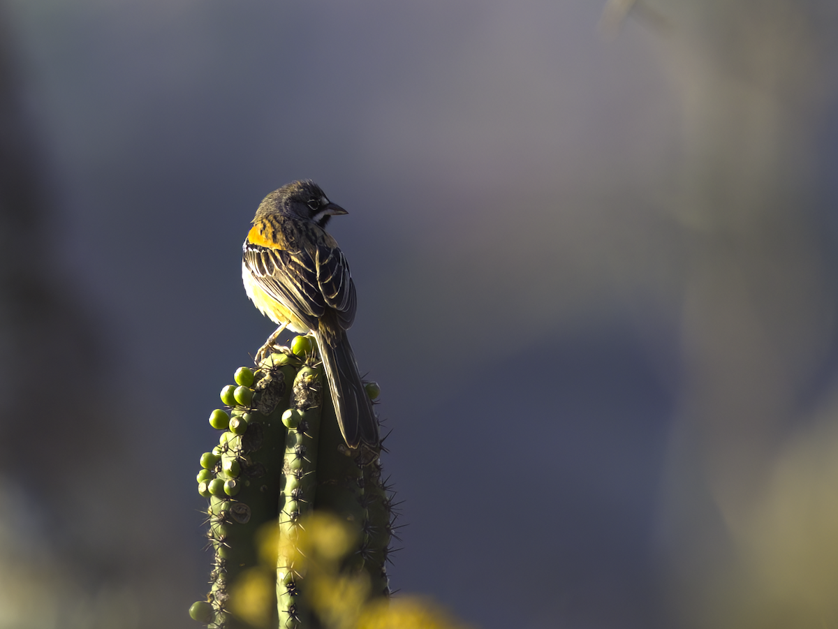 Bridled Sparrow - John Bruder