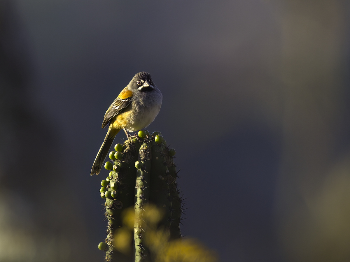 Bridled Sparrow - John Bruder