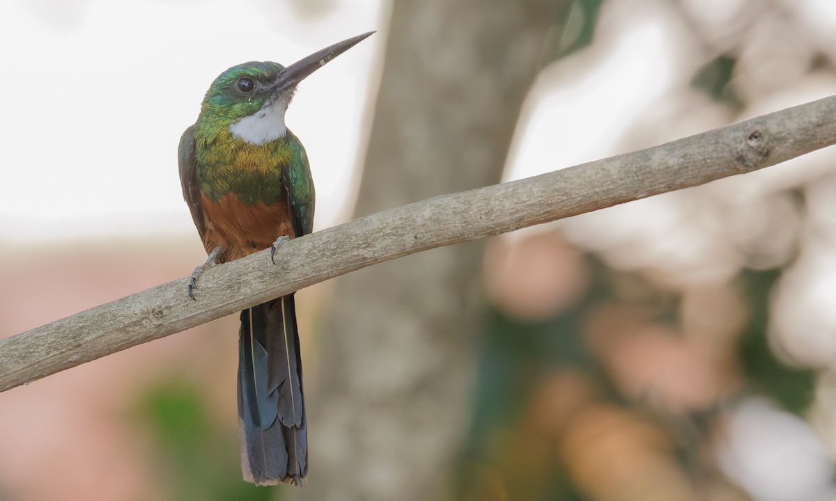 Green-tailed Jacamar - Steve Kelling