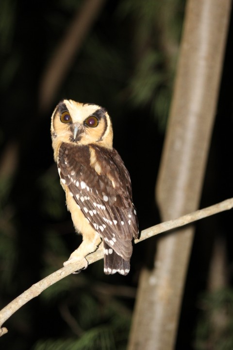 Buff-fronted Owl - Sixto Fernandez