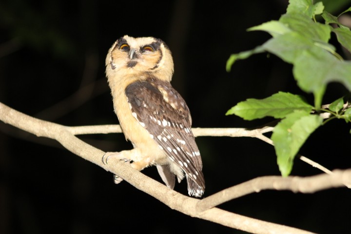 Buff-fronted Owl - Sixto Fernandez