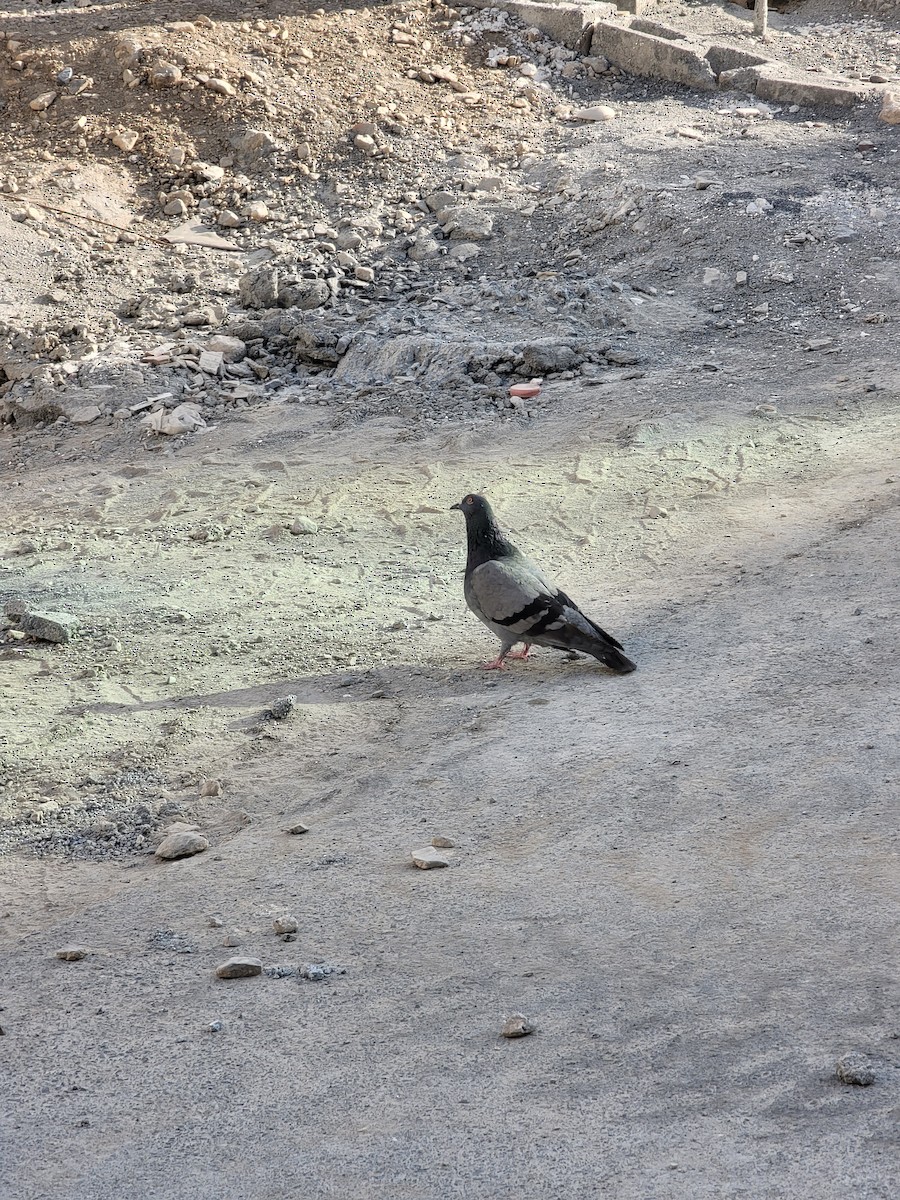 Rock Pigeon (Feral Pigeon) - ML616821400