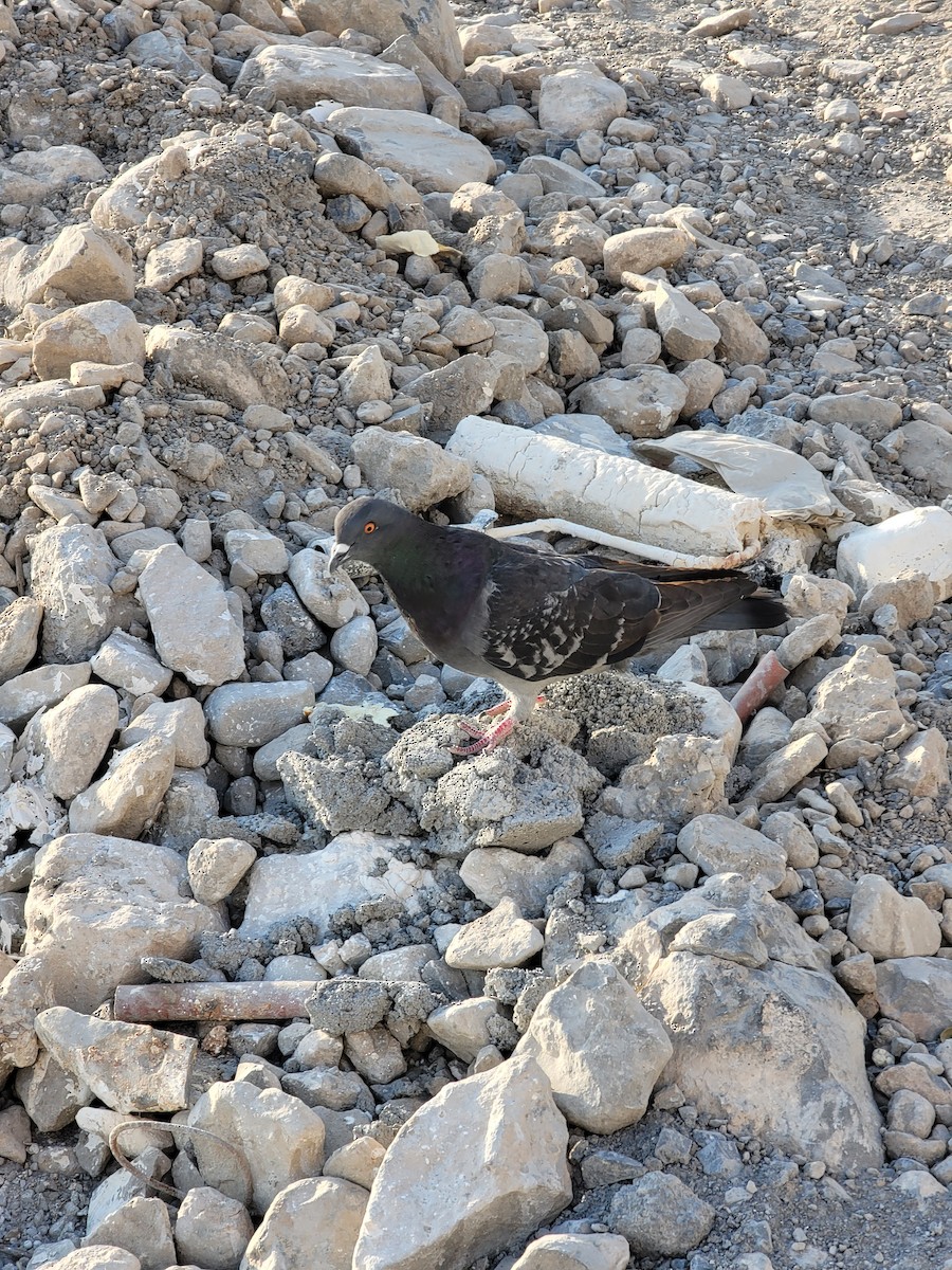Rock Pigeon (Feral Pigeon) - ML616821422