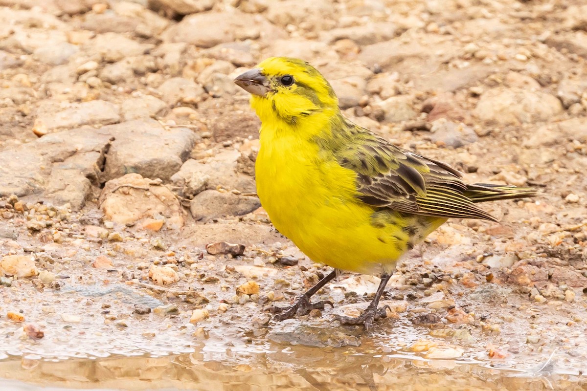 White-bellied Canary - ML616821510