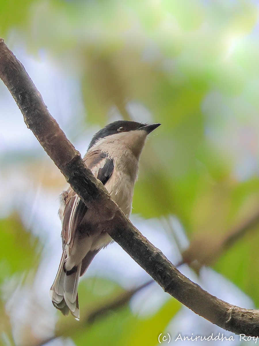 Bar-winged Flycatcher-shrike - Aniruddha  Roy