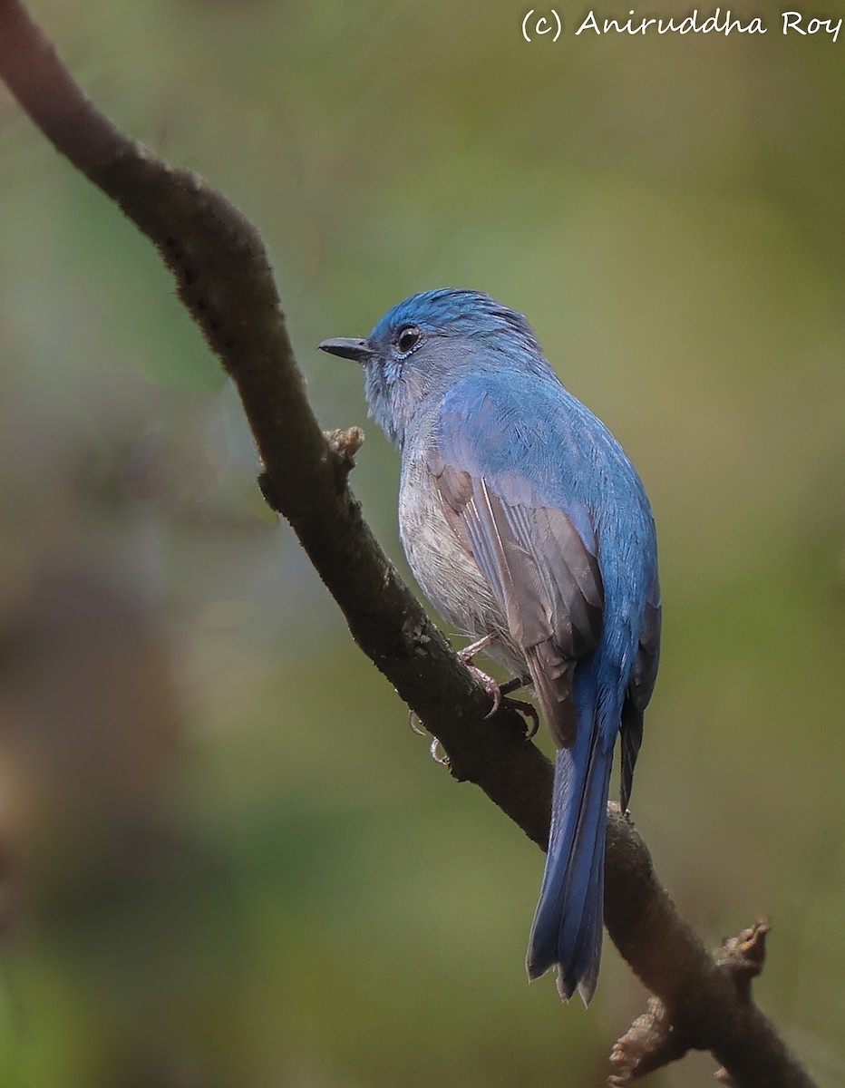 Pale Blue Flycatcher - Aniruddha  Roy