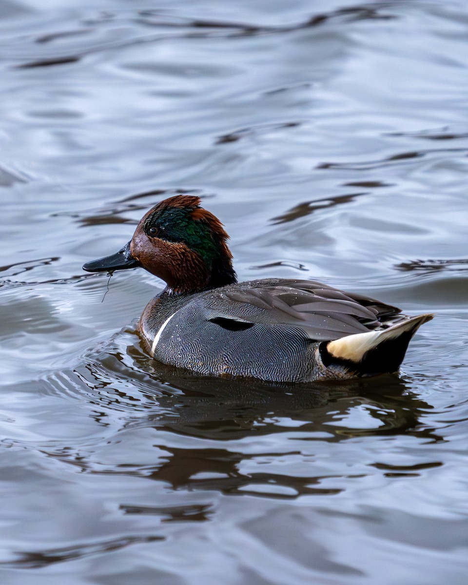 Green-winged Teal - ML616821781