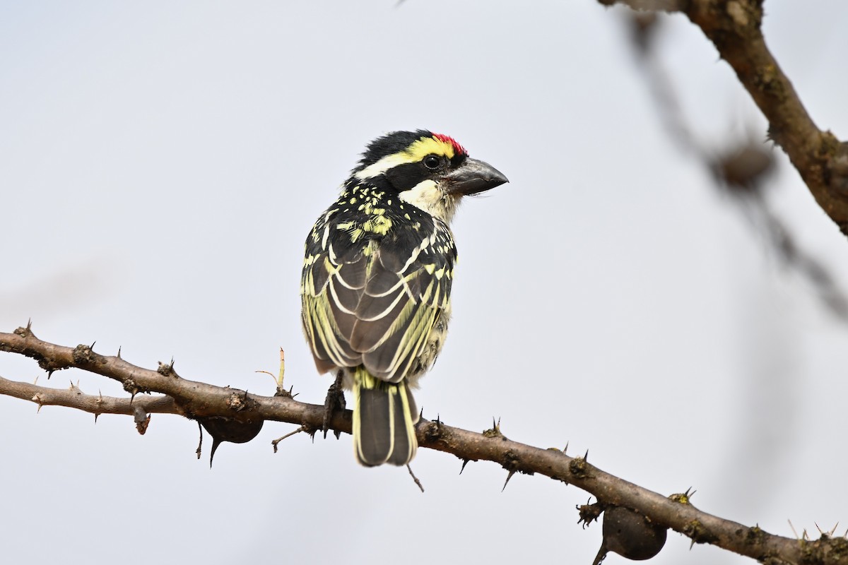 Red-fronted Barbet - ML616821785