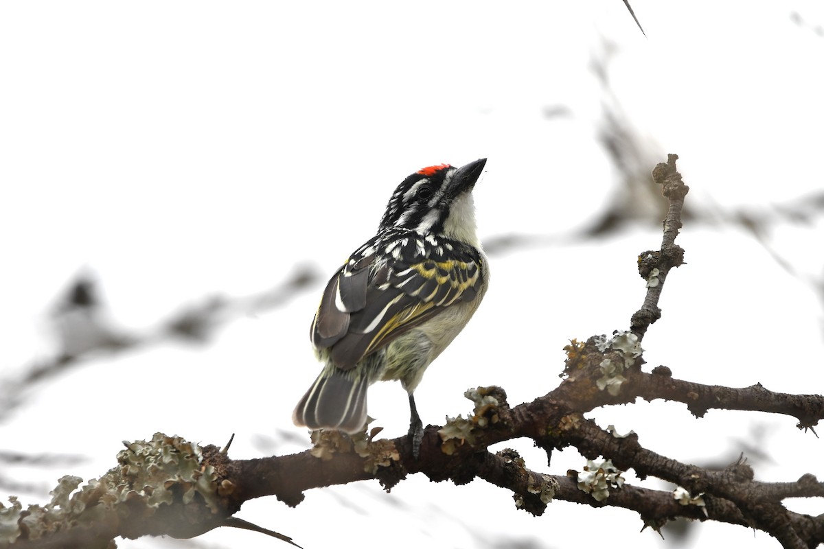 Red-fronted Tinkerbird - ML616821833