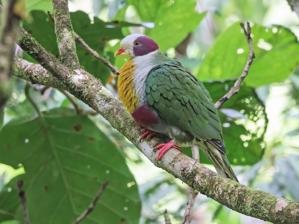 Yellow-breasted Fruit-Dove - Ptilinopus occipitalis - Birds of the World