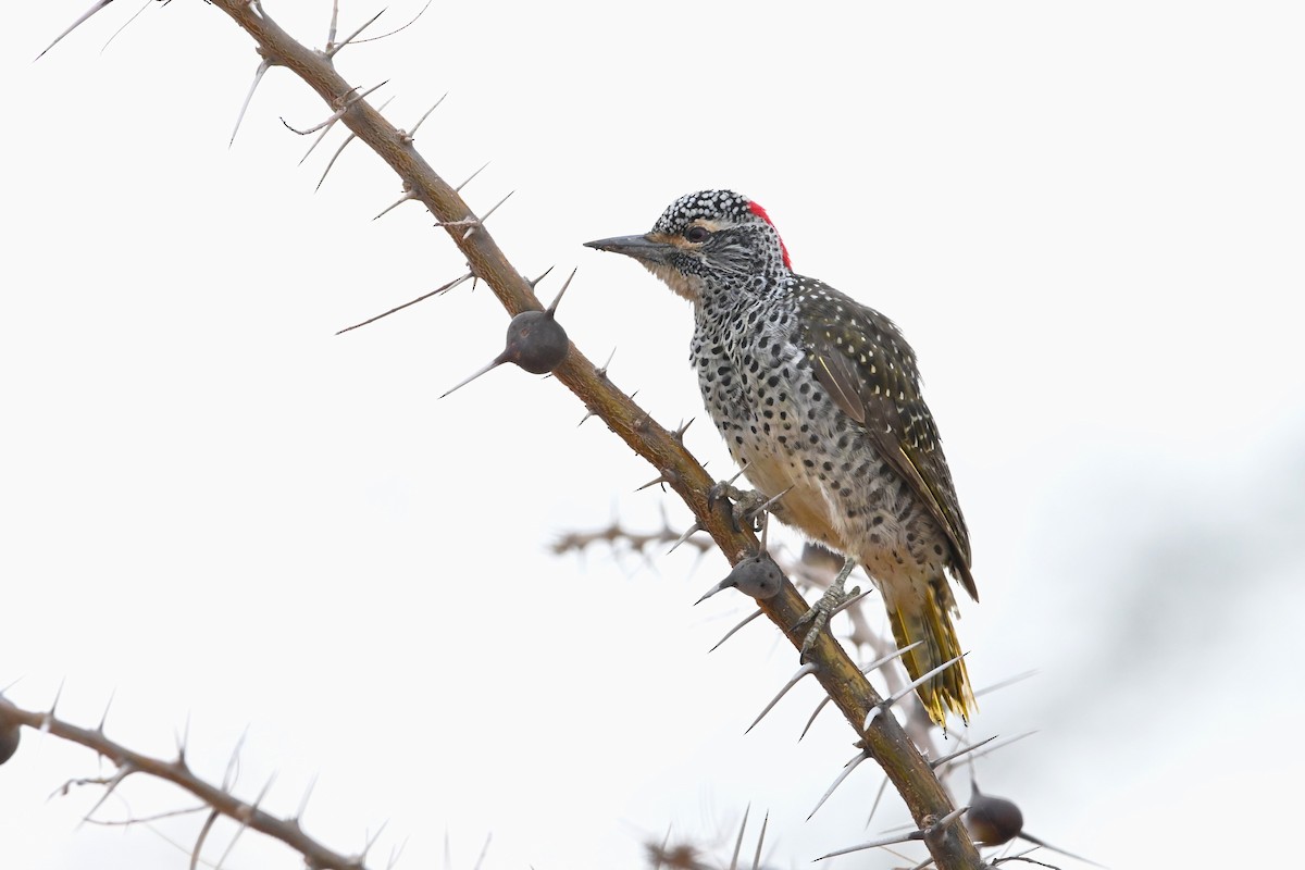 Nubian Woodpecker - Adarsh Nagda