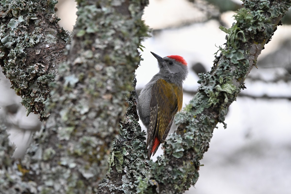 Mountain Gray Woodpecker - Adarsh Nagda