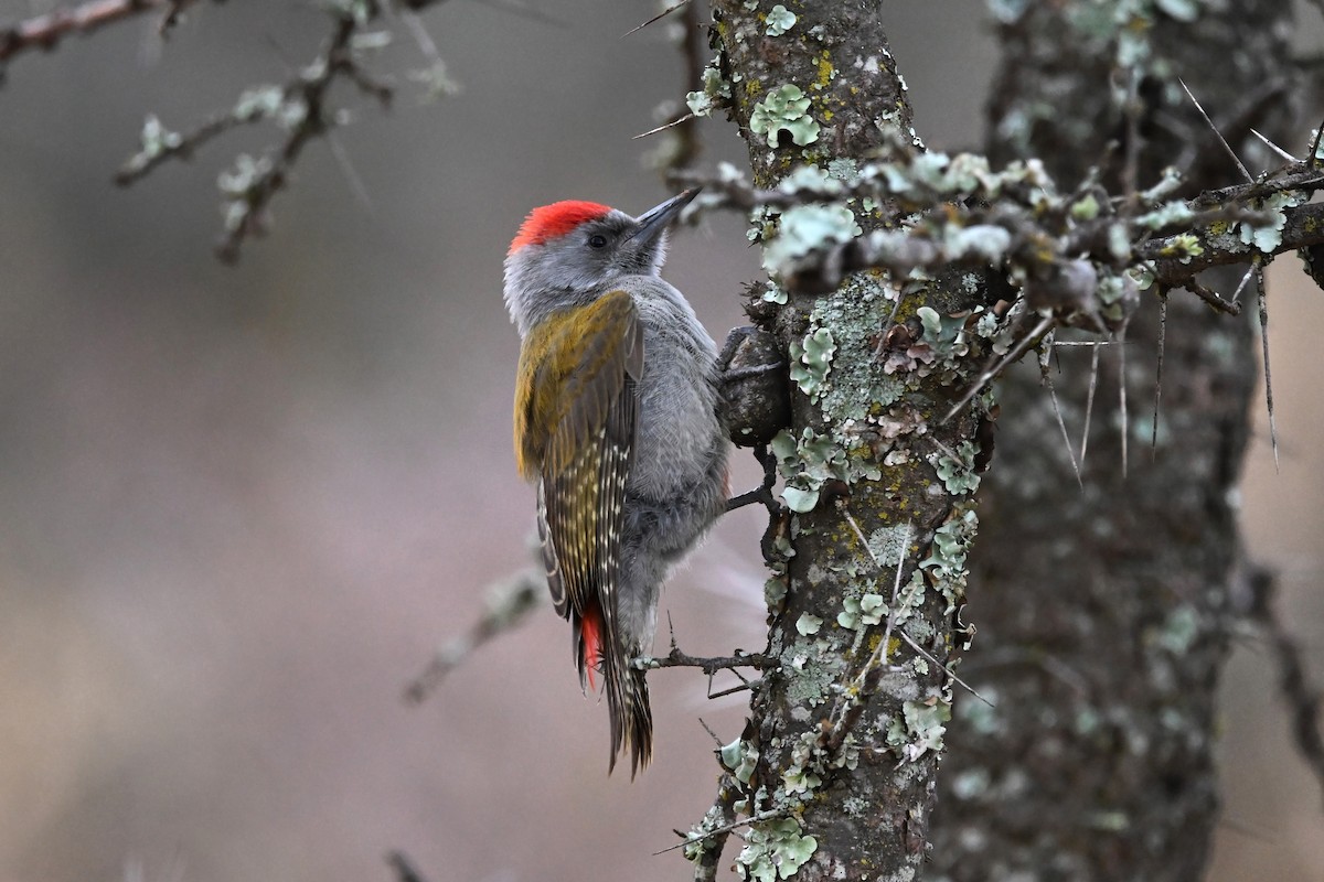 Mountain Gray Woodpecker - ML616821970
