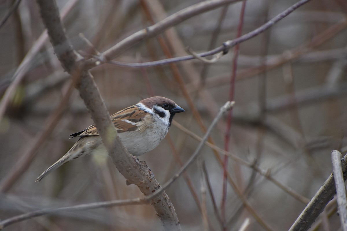 Eurasian Tree Sparrow - ML616821980