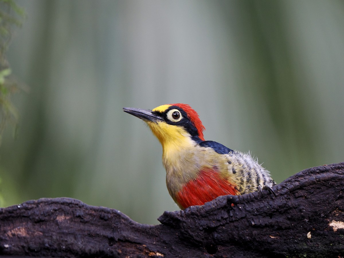 Yellow-fronted Woodpecker - Gabriel Willow
