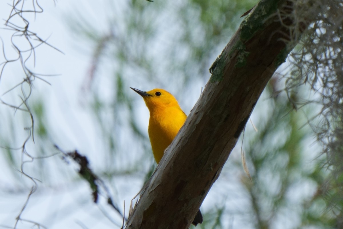 Prothonotary Warbler - ML616822087
