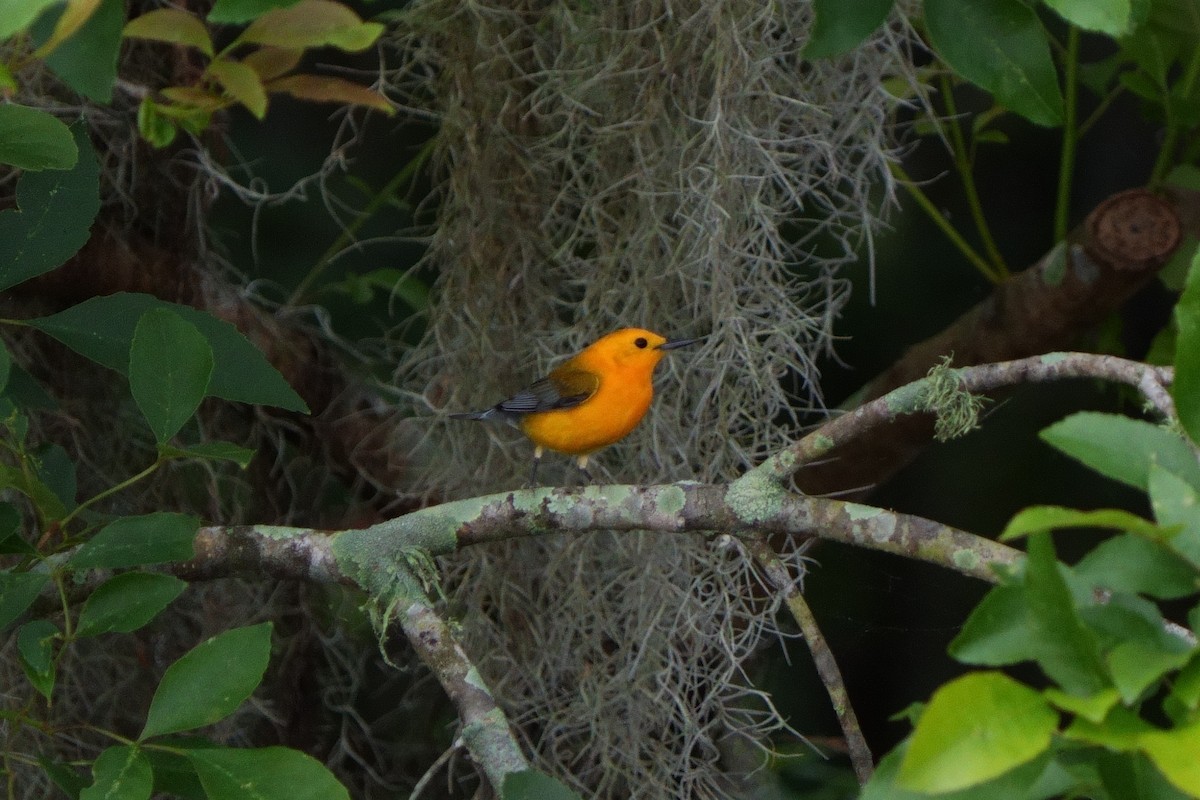 Prothonotary Warbler - ML616822088