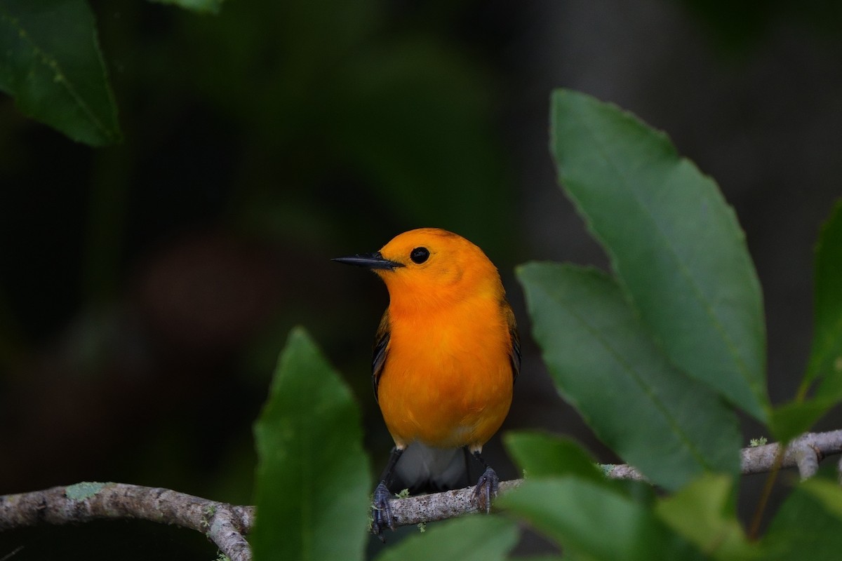 Prothonotary Warbler - Taylor Zeglam