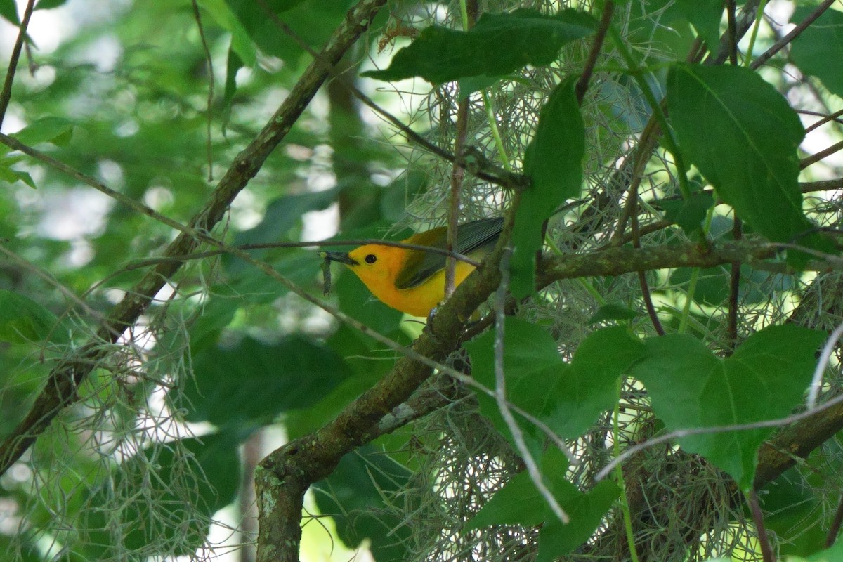 Prothonotary Warbler - Taylor Zeglam