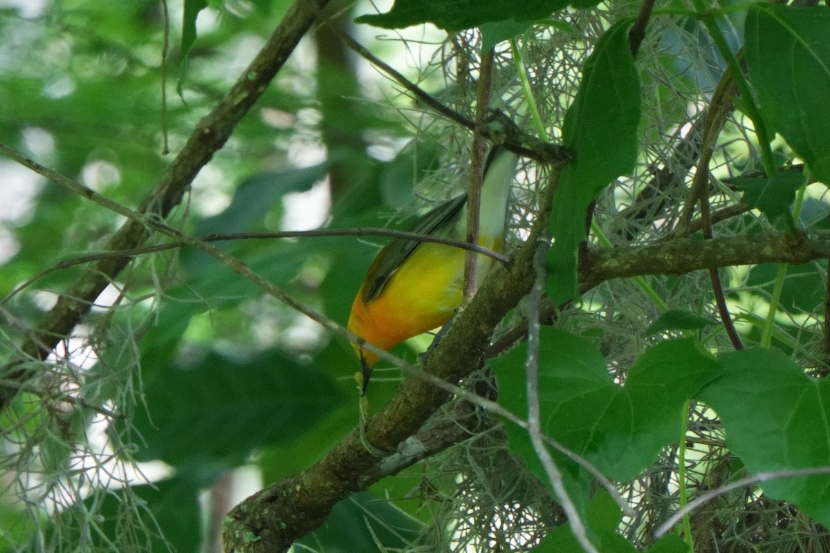 Prothonotary Warbler - ML616822091