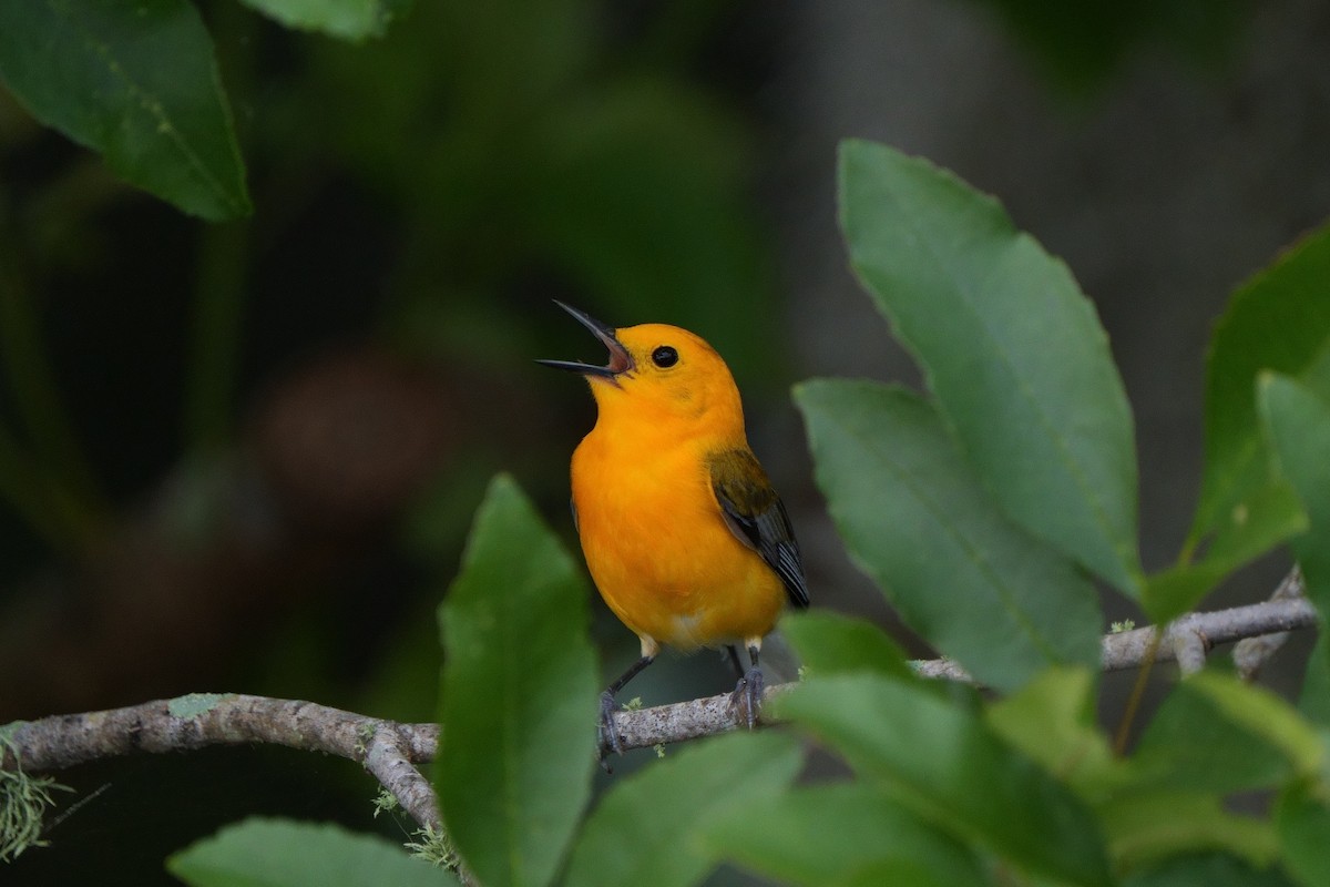 Prothonotary Warbler - ML616822092