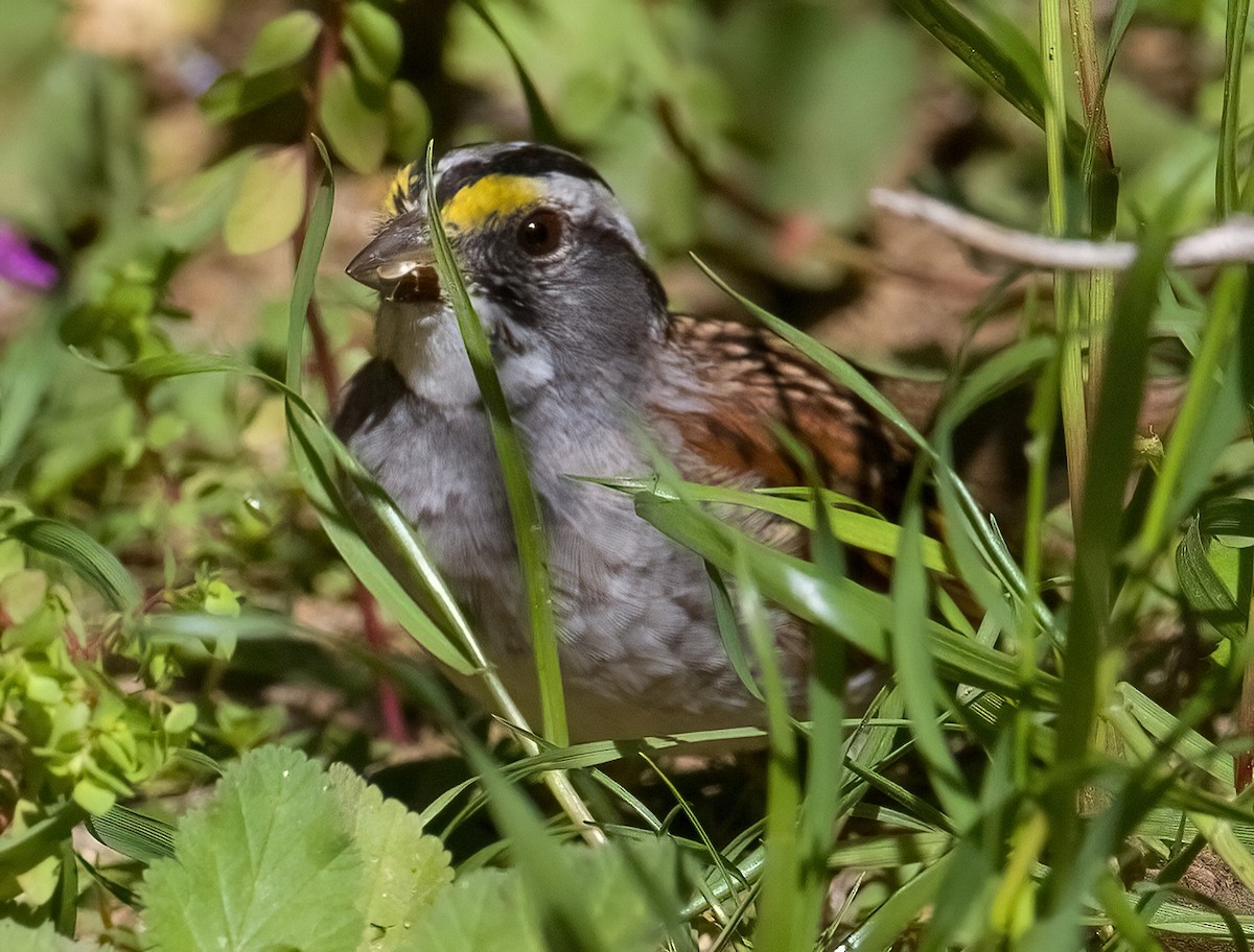 White-throated Sparrow - ML616822111