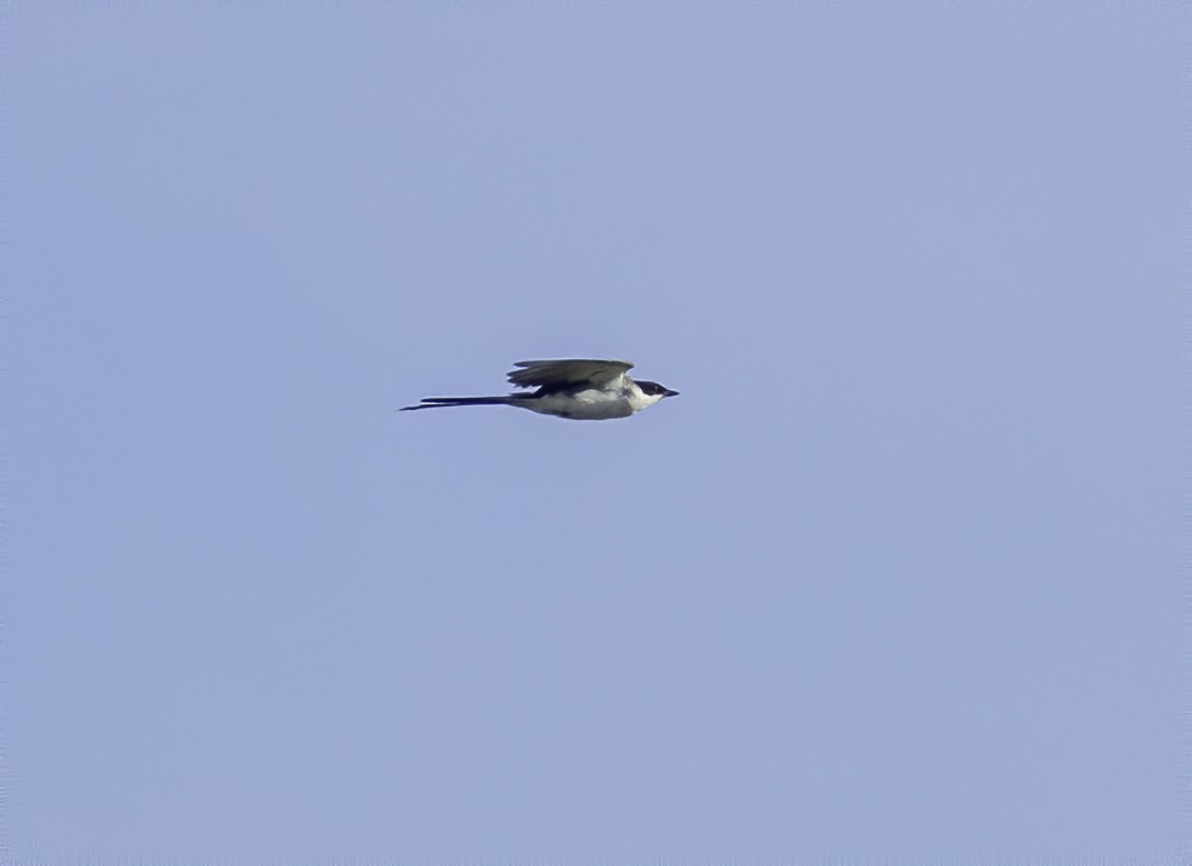 Fork-tailed Flycatcher - ML616822130
