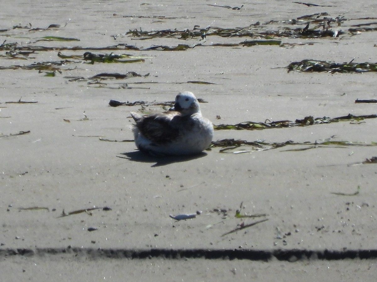 Long-tailed Duck - ML616822169