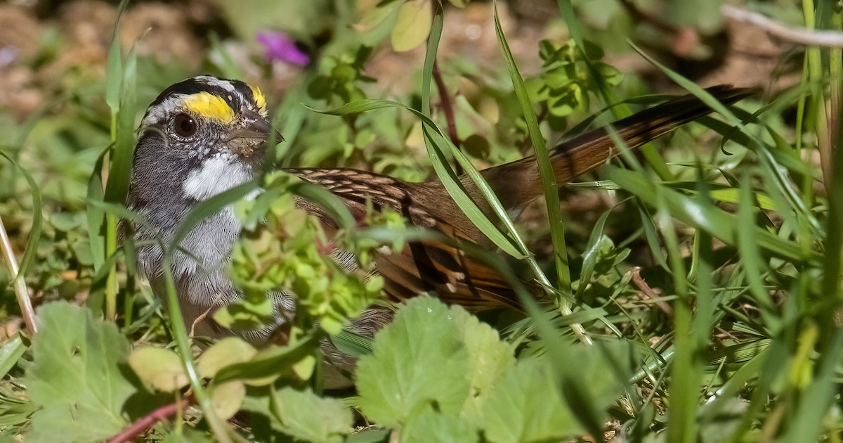 White-throated Sparrow - ML616822214