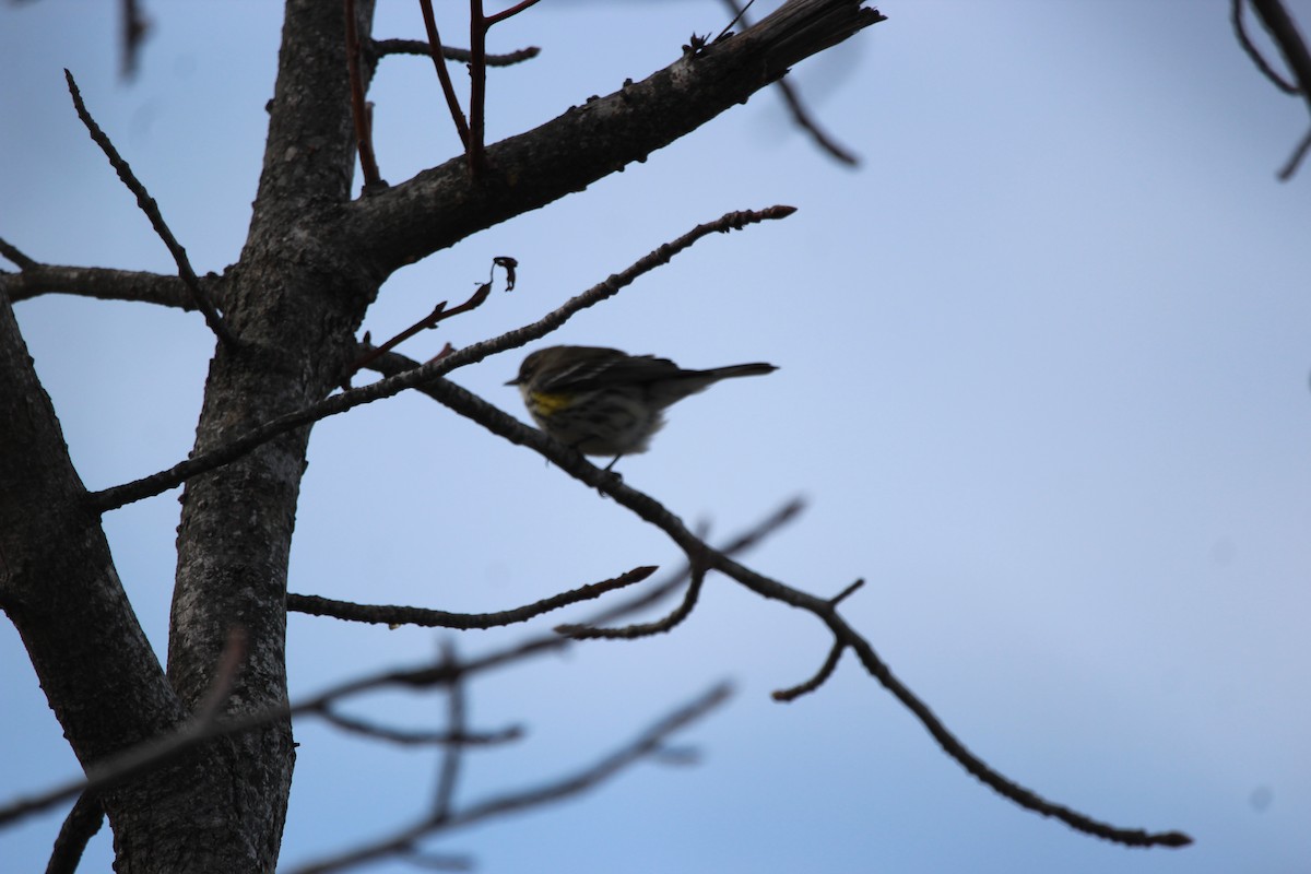 Yellow-rumped Warbler - Jeff Smith