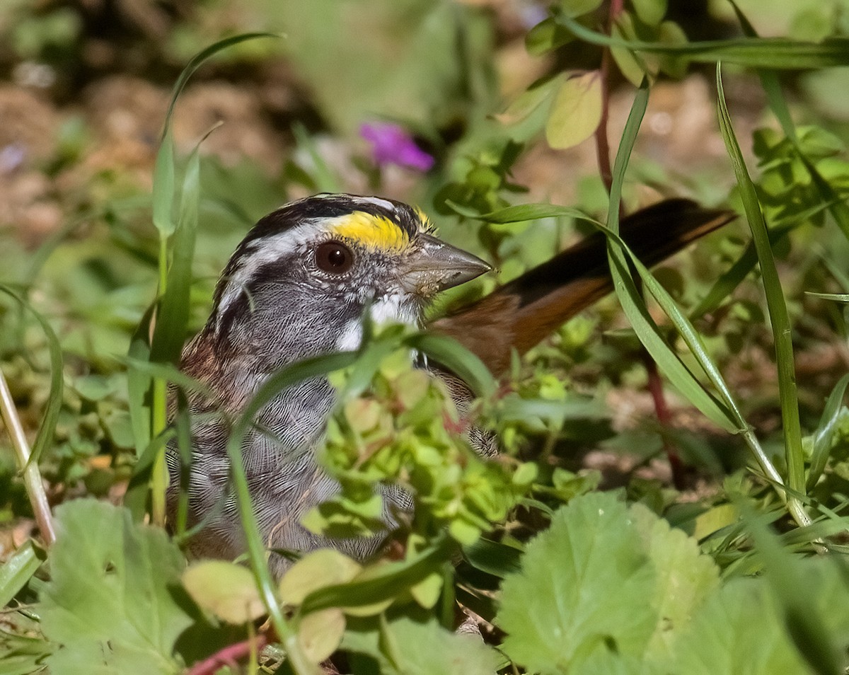 White-throated Sparrow - José Martín