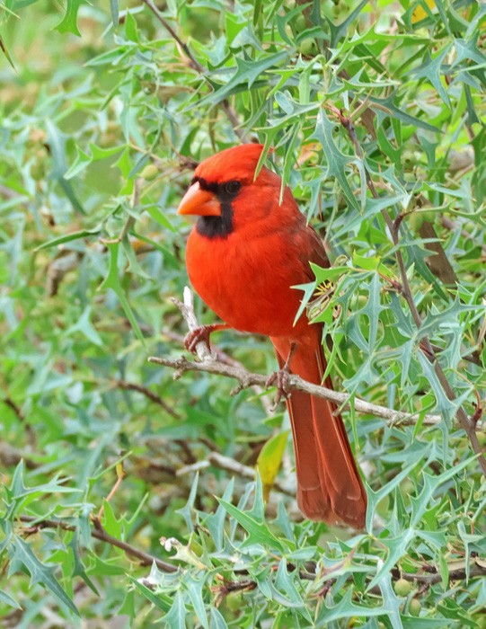 Cardinal rouge - ML616822321