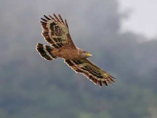  - Philippine Serpent-Eagle