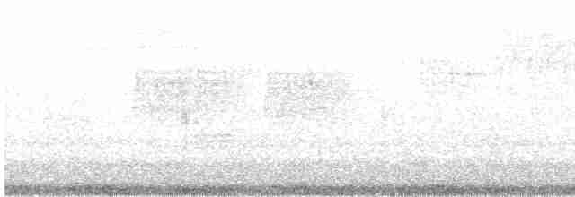 Sittelle à poitrine blanche (carolinensis) - ML616822358