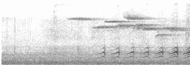 Sittelle à poitrine blanche (carolinensis) - ML616822359